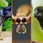 The Weirdest Things Animals Do for Food