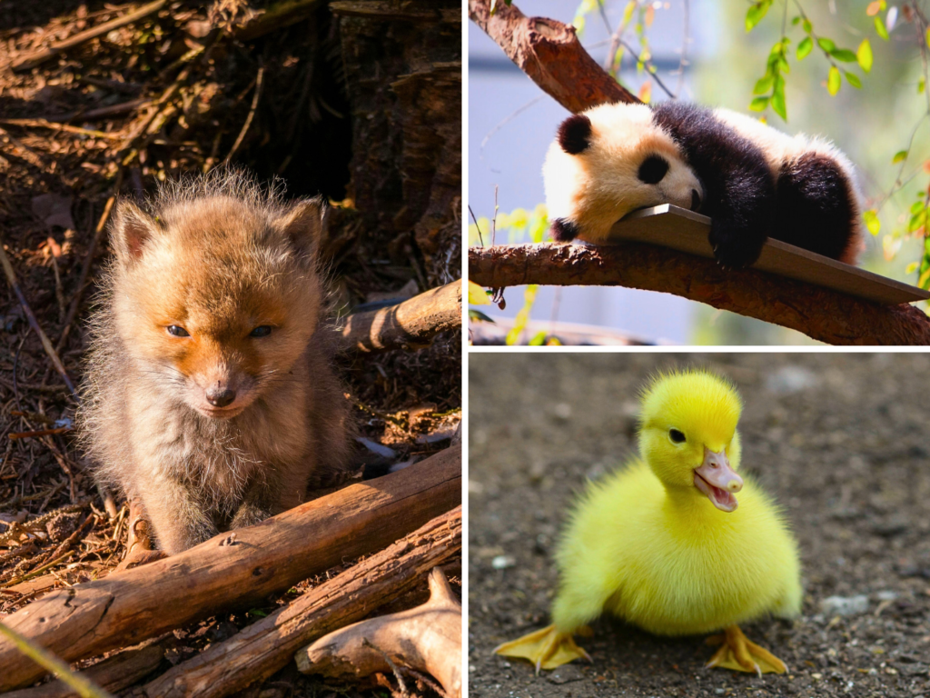 The Cutest Baby Animals You’ll Ever See