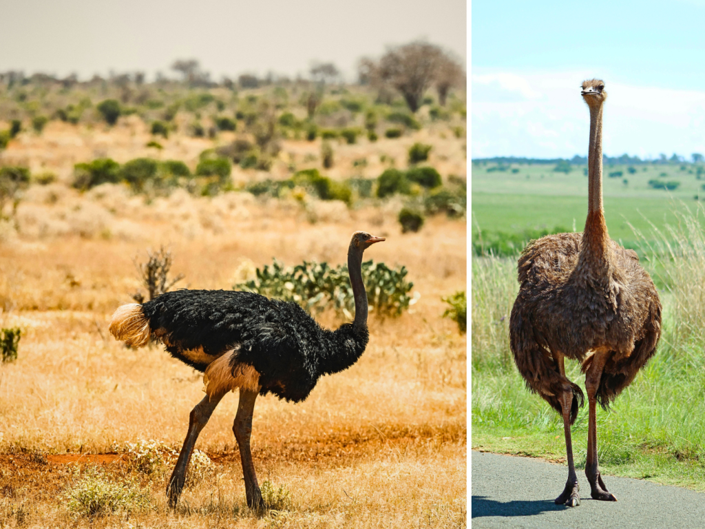 A towering ostrich running at full speed across an open plain, kicking up dust as it moves. The ostrich's powerful legs and large feathers are emphasized, with a backdrop of golden grasslands and scattered shrubs under a bright blue sky.