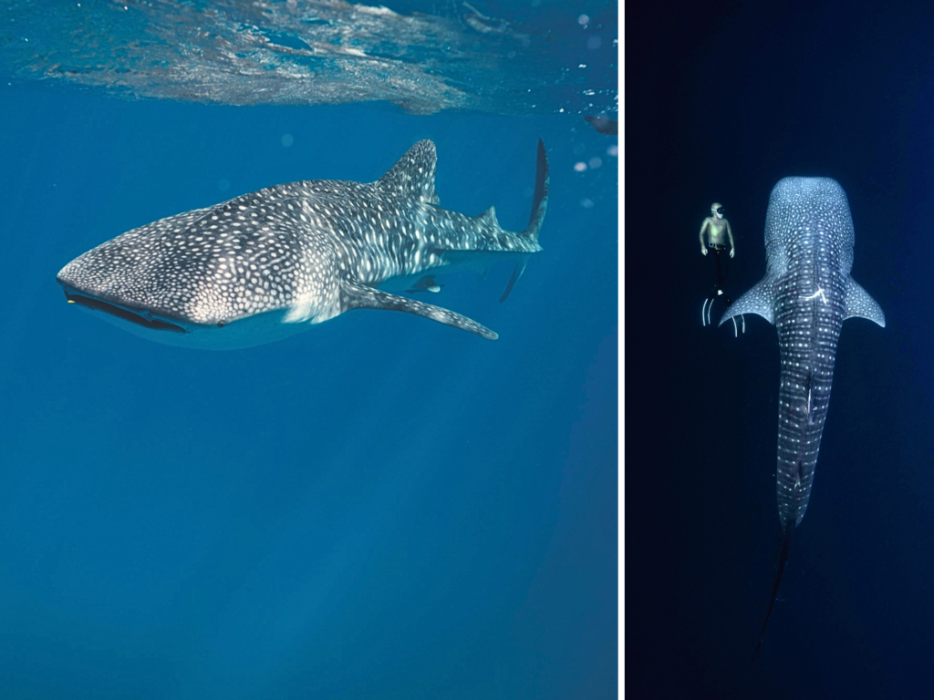 A whale shark gliding peacefully through clear turquoise waters with sunlight streaming down, illuminating its spotted pattern. Small fish swim alongside it for scale, and coral reefs are visible in the background, creating a vibrant underwater scene.