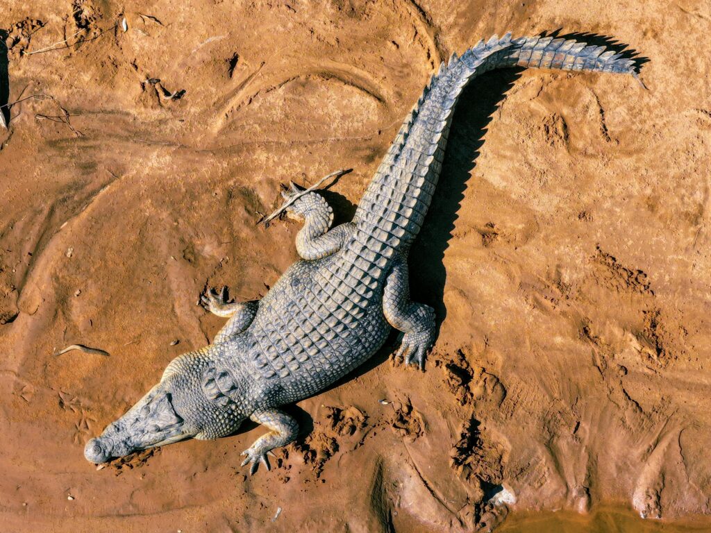 A massive saltwater crocodile resting partially submerged in a murky river surrounded by mangroves. Its rough, scaly skin and piercing eyes are highlighted, with a sense of menace as it waits in ambush. The environment includes reflections on the water and dense, tropical vegetation.