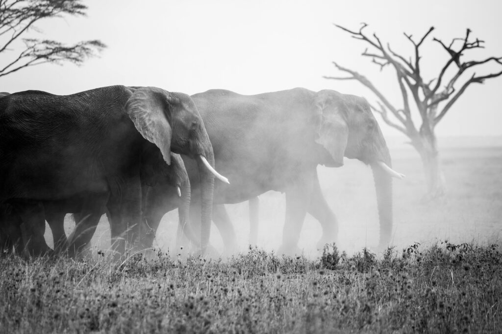A majestic African elephant standing tall on a grassy savannah under a golden sunset. The elephant's large ears and tusks are prominent, with acacia trees and a herd of elephants in the background. The setting includes dry grass, dust clouds, and distant mountains, emphasizing its natural habitat.