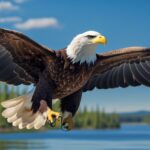 The Comeback of the Bald Eagle: A Conservation Success Story